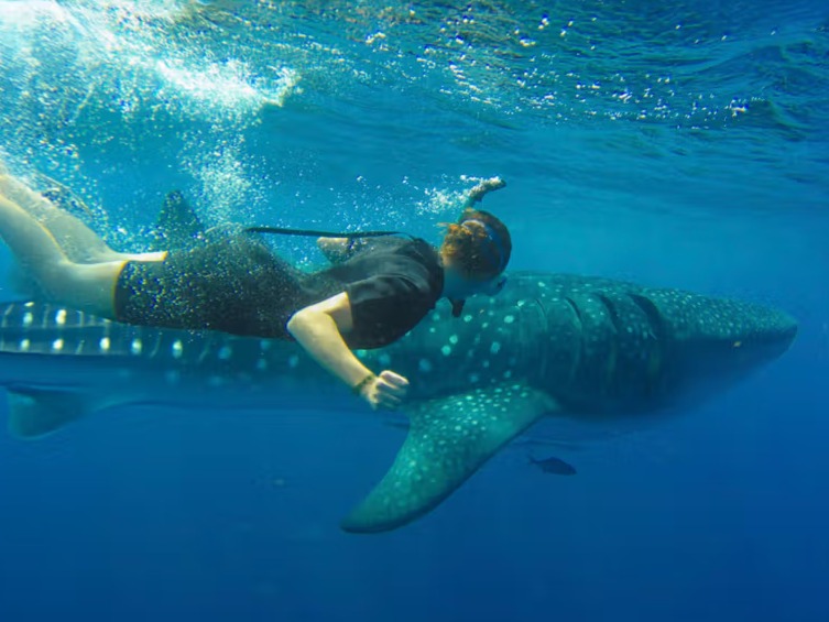 Swimming With Whale Sharks